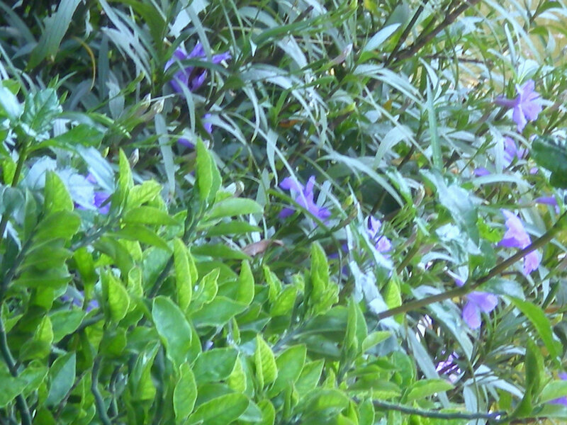 purple flowers in green foliage