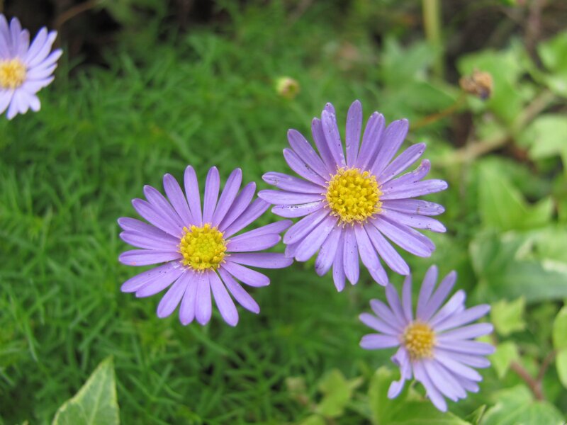 Purple flowers in green foliage