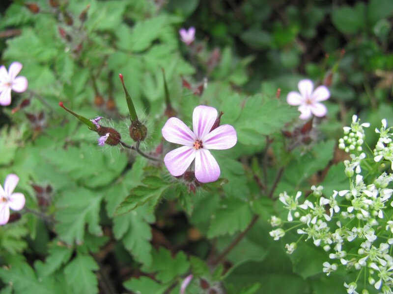 purple flowers in green foliage