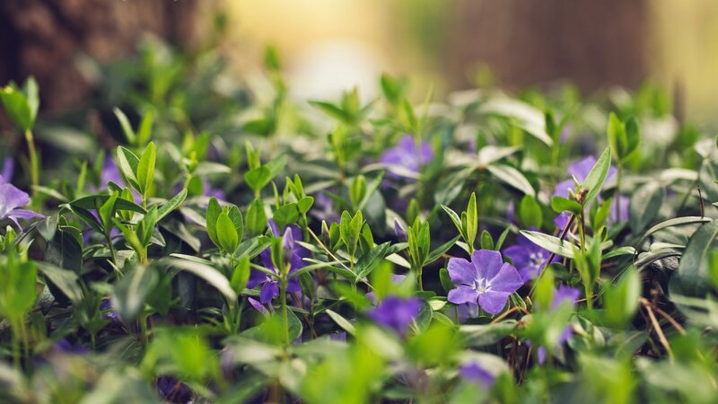 purple flowers in green foliage