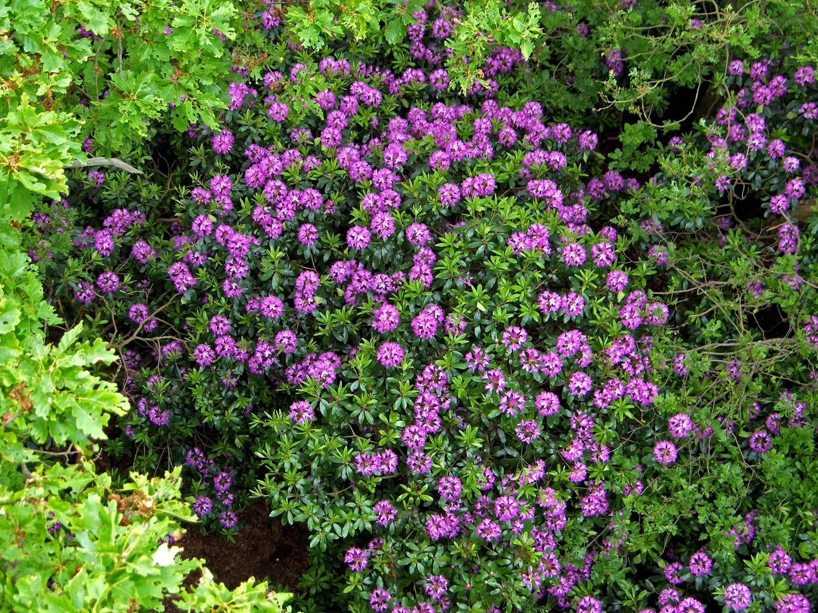 purple flowers in green foliage