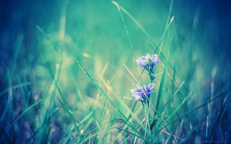 Purple flowers in green grass