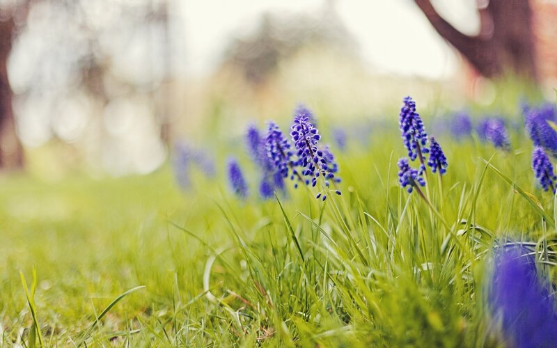 purple flowers in green grass