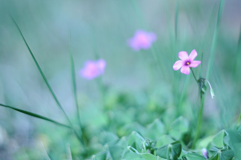 Purple flowers in green grass