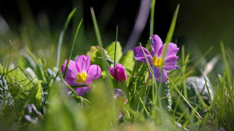 Purple flowers in green grass