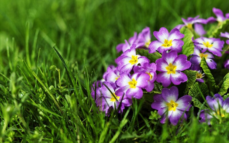 purple flowers in green grass