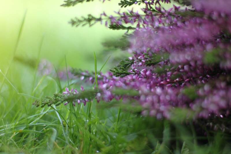 purple flowers in green grass