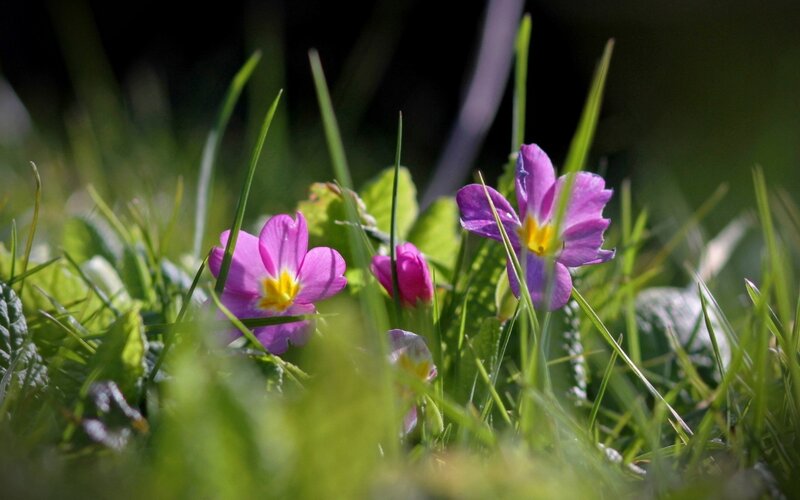 Purple flowers in green grass