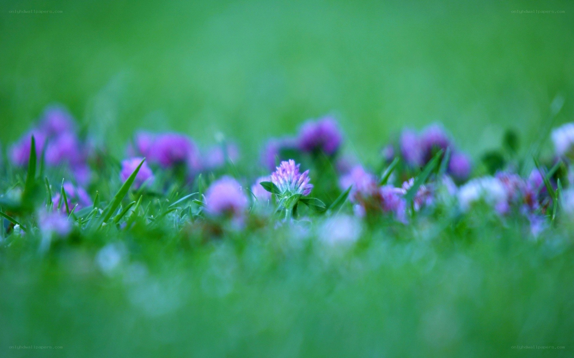 Purple flowers in green grass