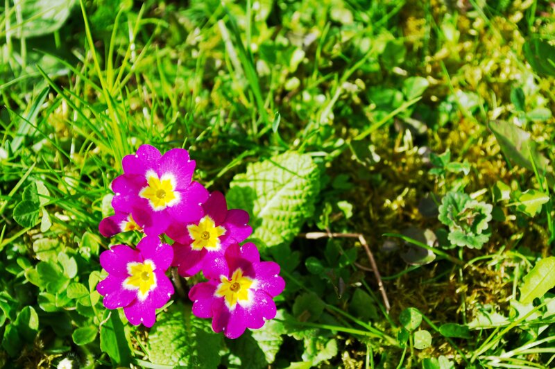 purple flowers in green grass