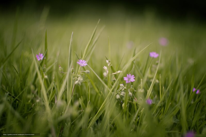 Purple flowers in green grass
