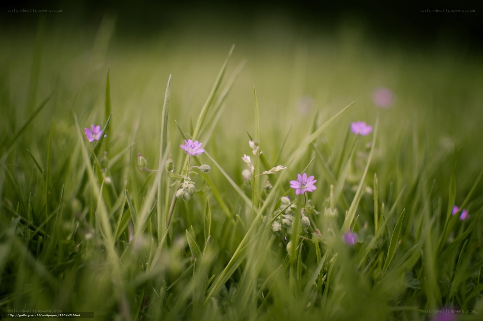 Purple flowers in green grass