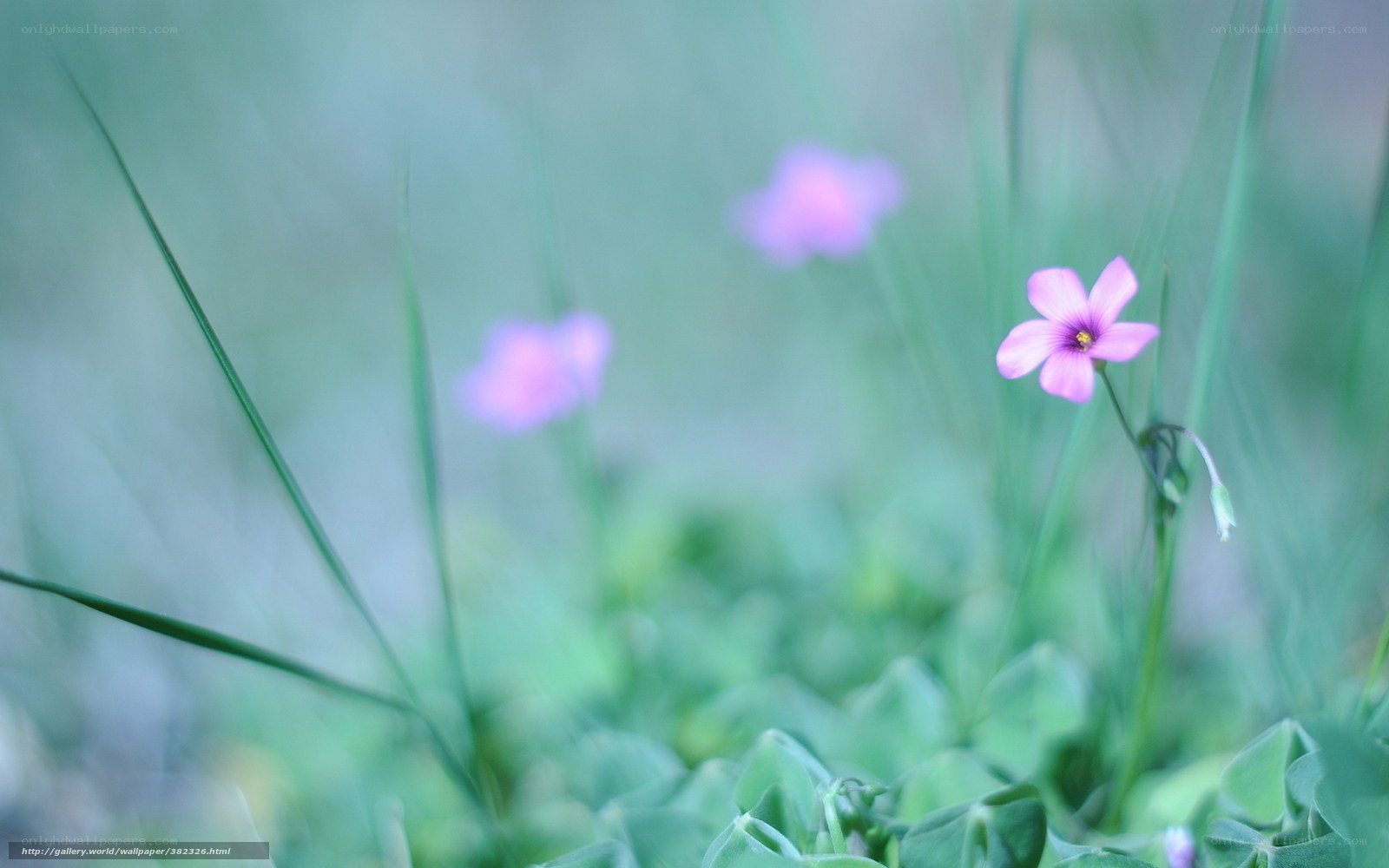 Purple flowers in green grass