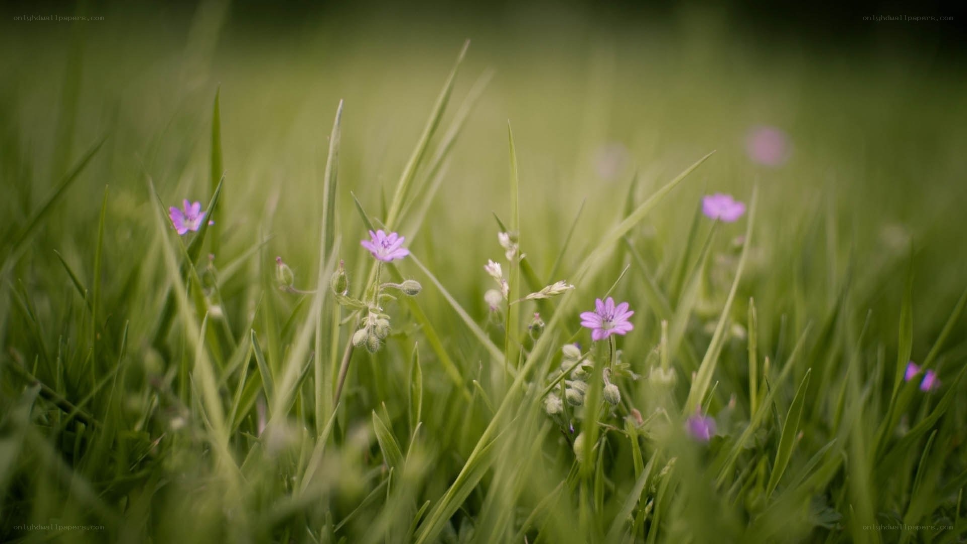 Purple flowers in green grass