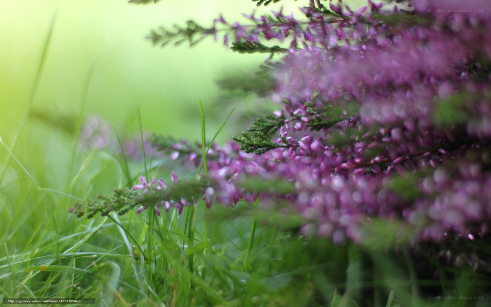 Purple flowers in green grass