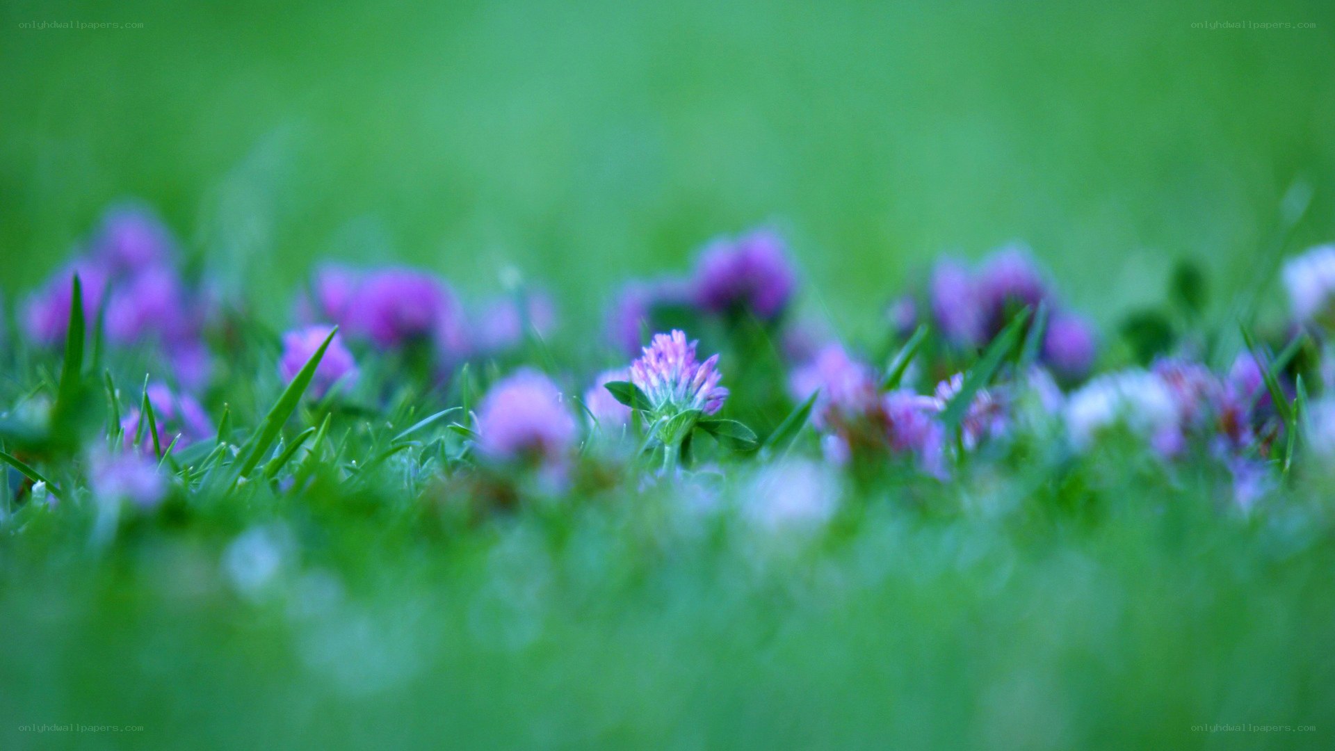 Purple flowers in green grass