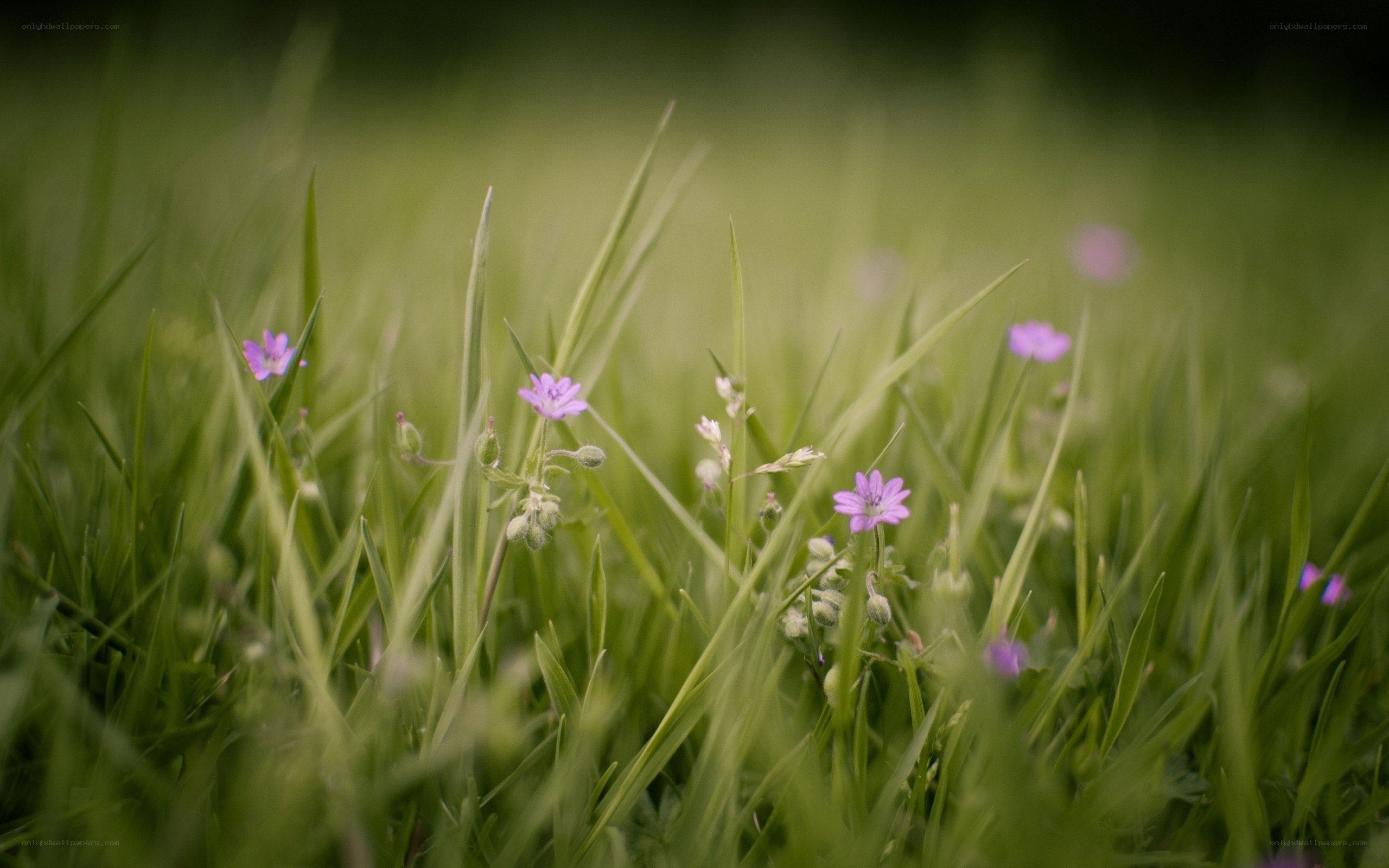 Purple flowers in green grass