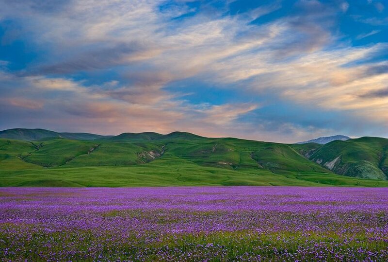 Purple flowers in green hills