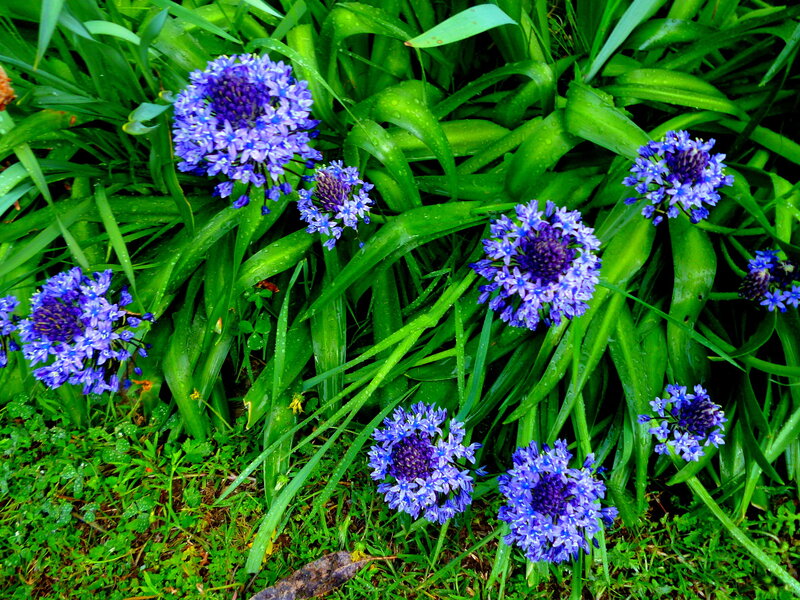 Purple Flowers in Green Leaves — Natural