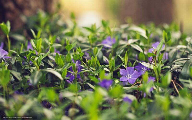 Purple Flowers in Green Leaves — Serene