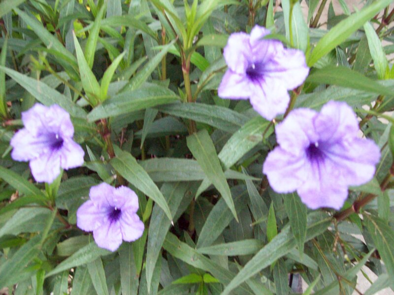 Purple Flowers in Green Leaves
