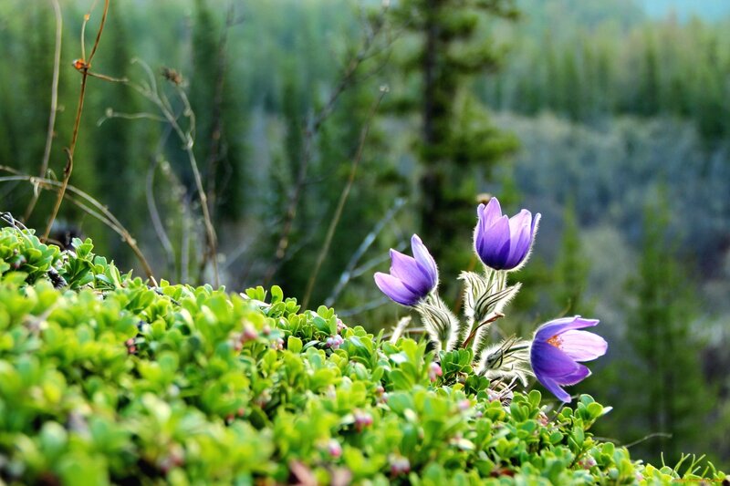 Purple Flowers in Green Moss
