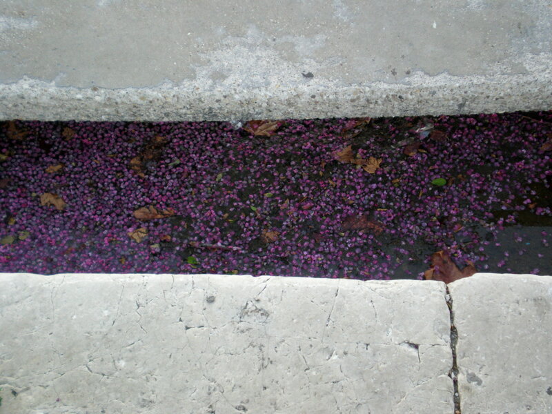 Purple Flowers in Gutter