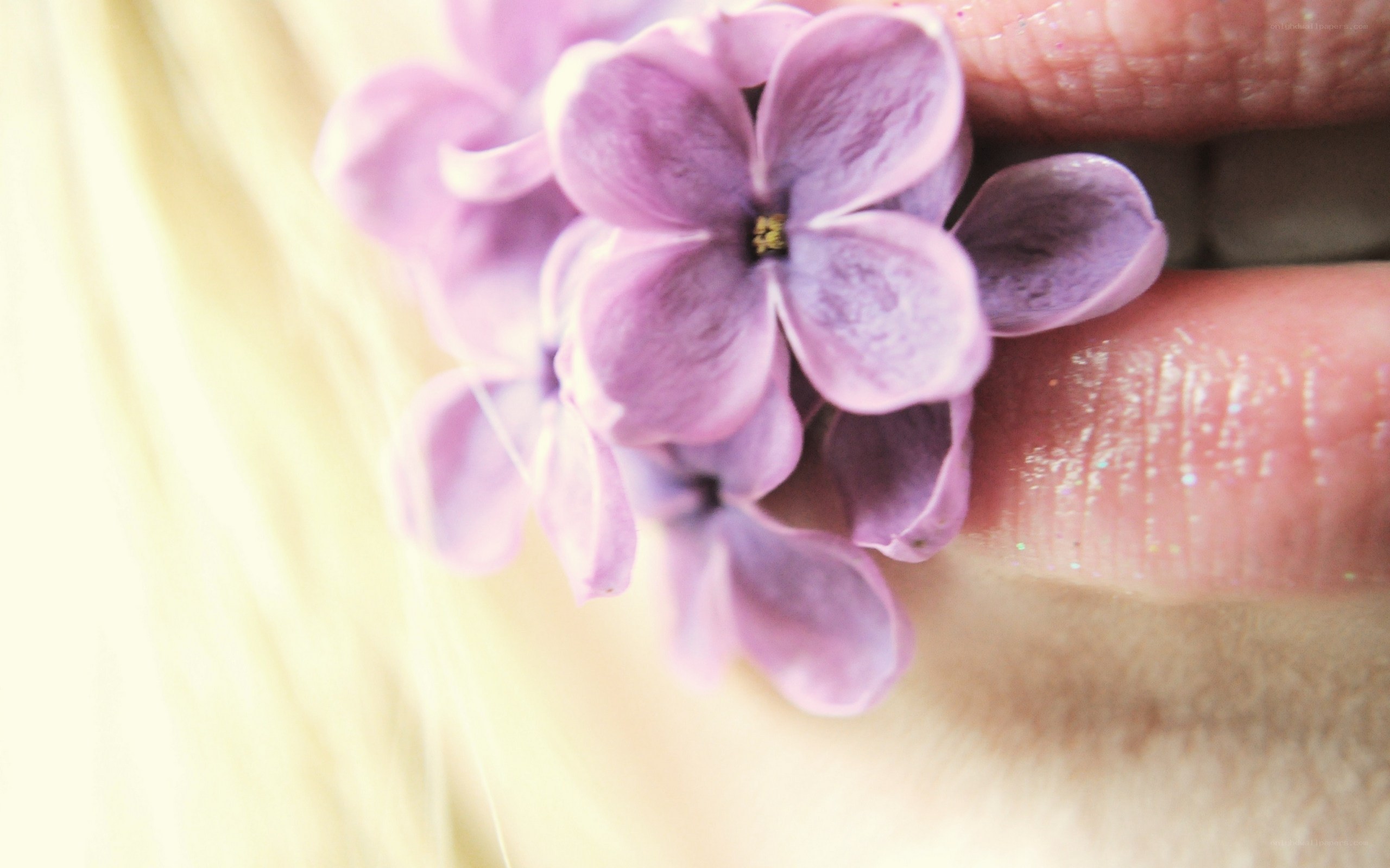 purple flowers in hand
