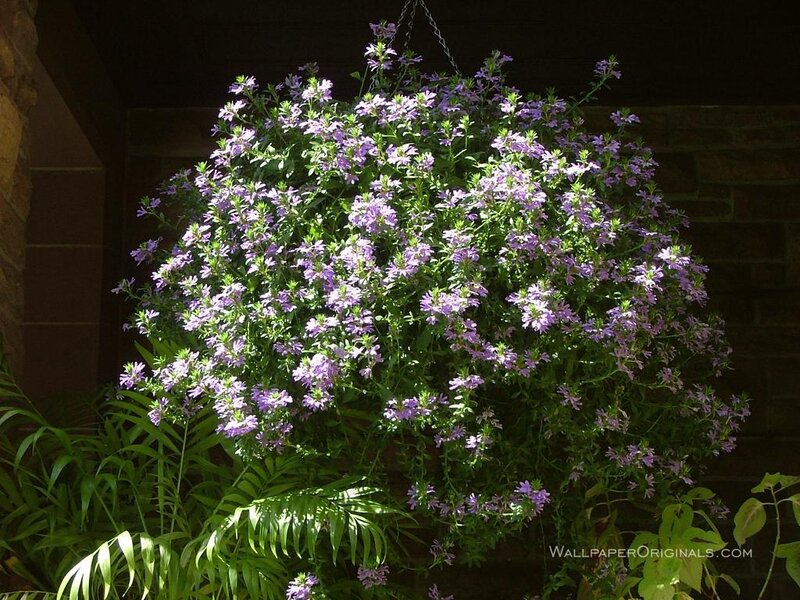 Purple Flowers in Hanging Basket — Calm