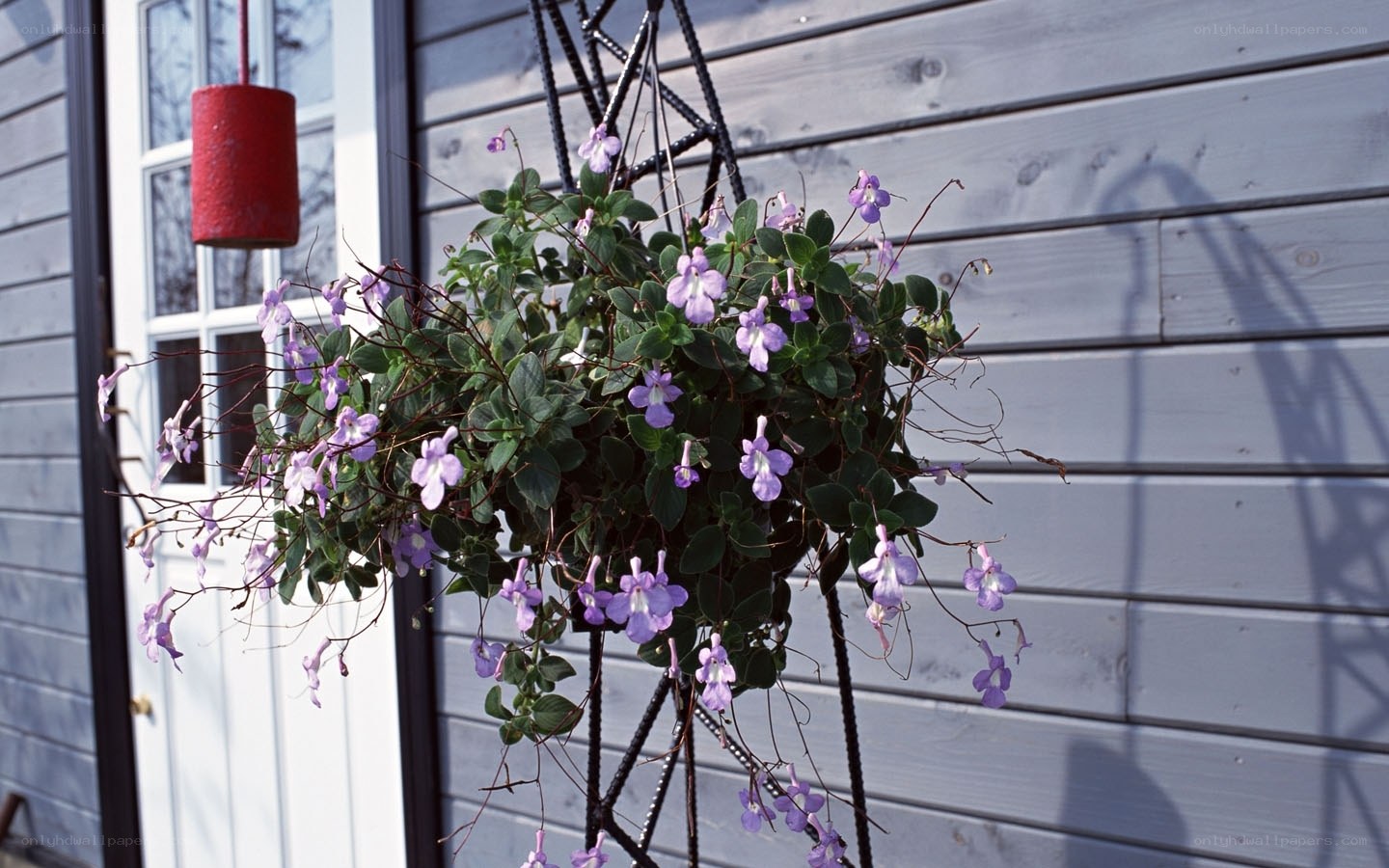 Purple flowers in hanging basket