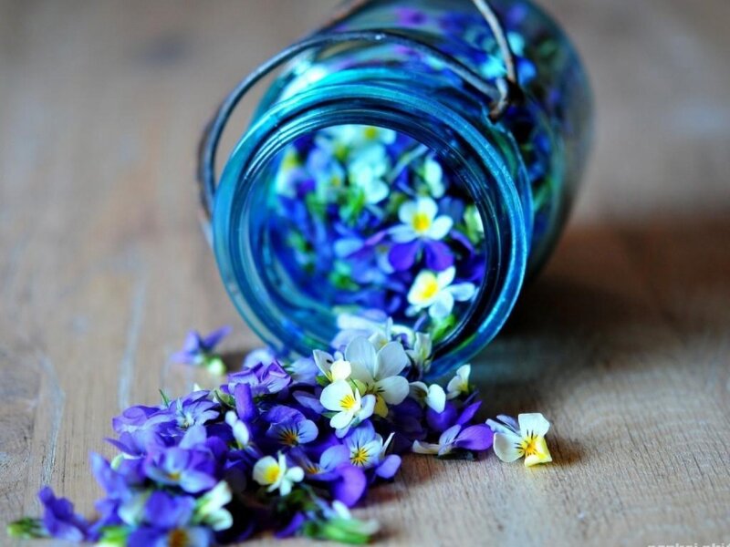 Purple Flowers in Jar — Blue, Calm