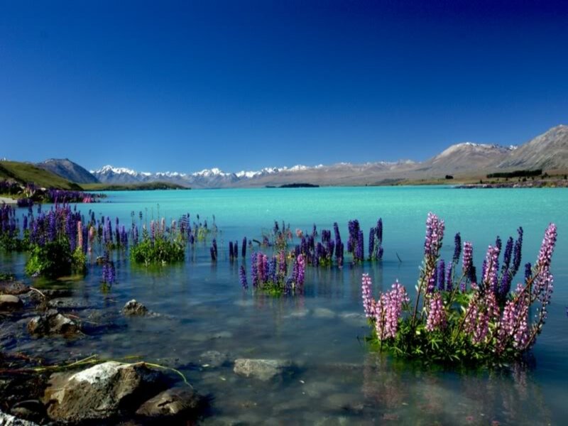 Purple Flowers in Lake
