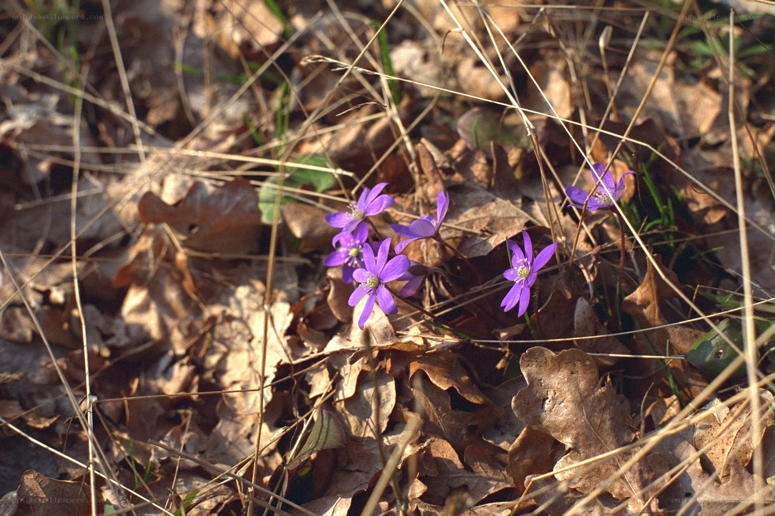purple flowers in leaf litter
