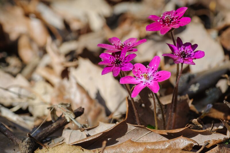 Purple Flowers in Leaves — Pink