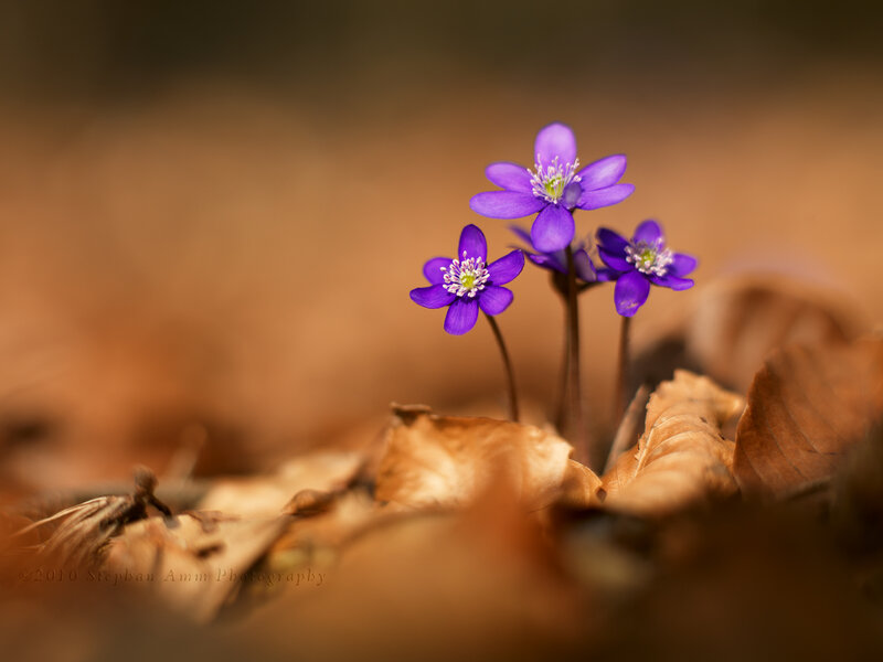 Purple Flowers in Leaves