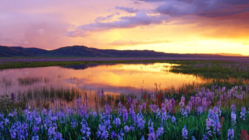 Purple Flowers in Marsh — Serene, Sunset