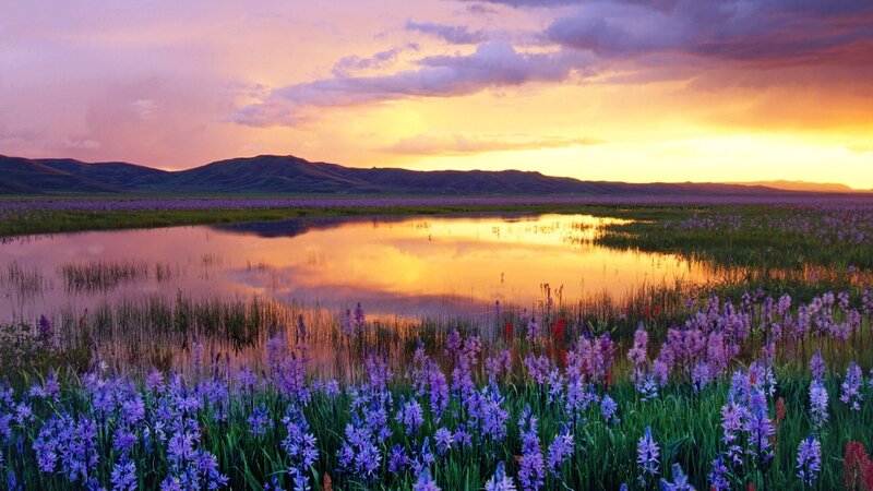 Purple Flowers in Marsh — Serene