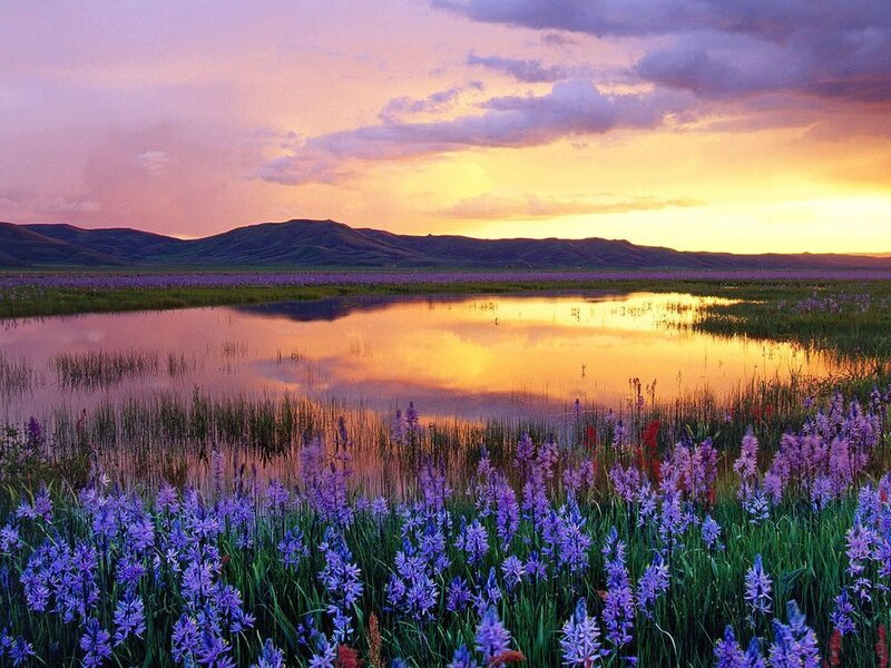 Purple Flowers in Marsh