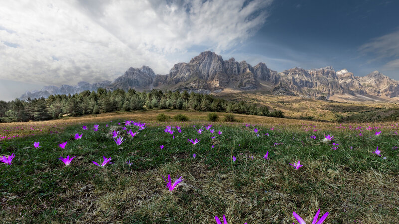 Purple Flowers in Meadow — Green, Dramatic