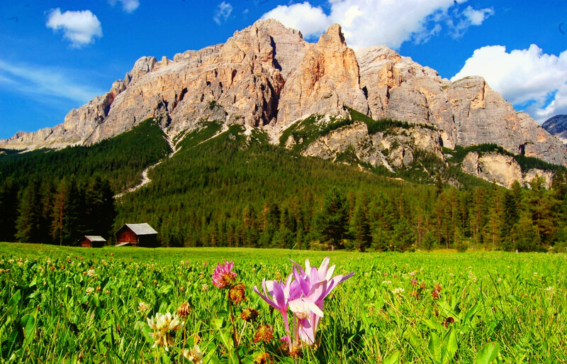 Purple Flowers in Meadow — Green, Serene, Summer