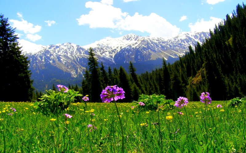 Purple Flowers in Meadow — Green, Serene