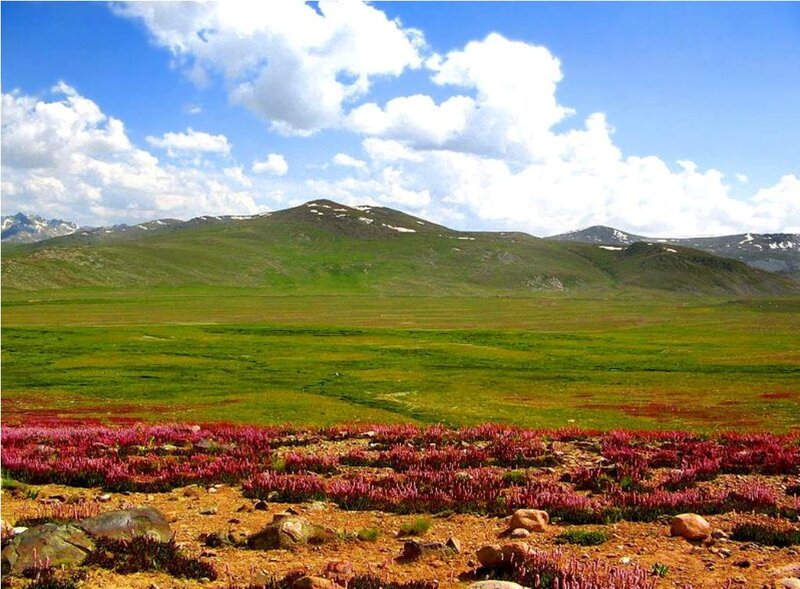 Purple Flowers in Meadow — Green