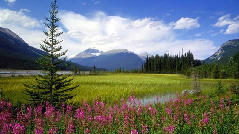Purple Flowers in Meadow