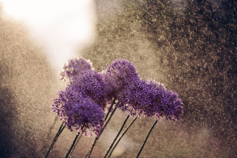 Purple flowers in misty light