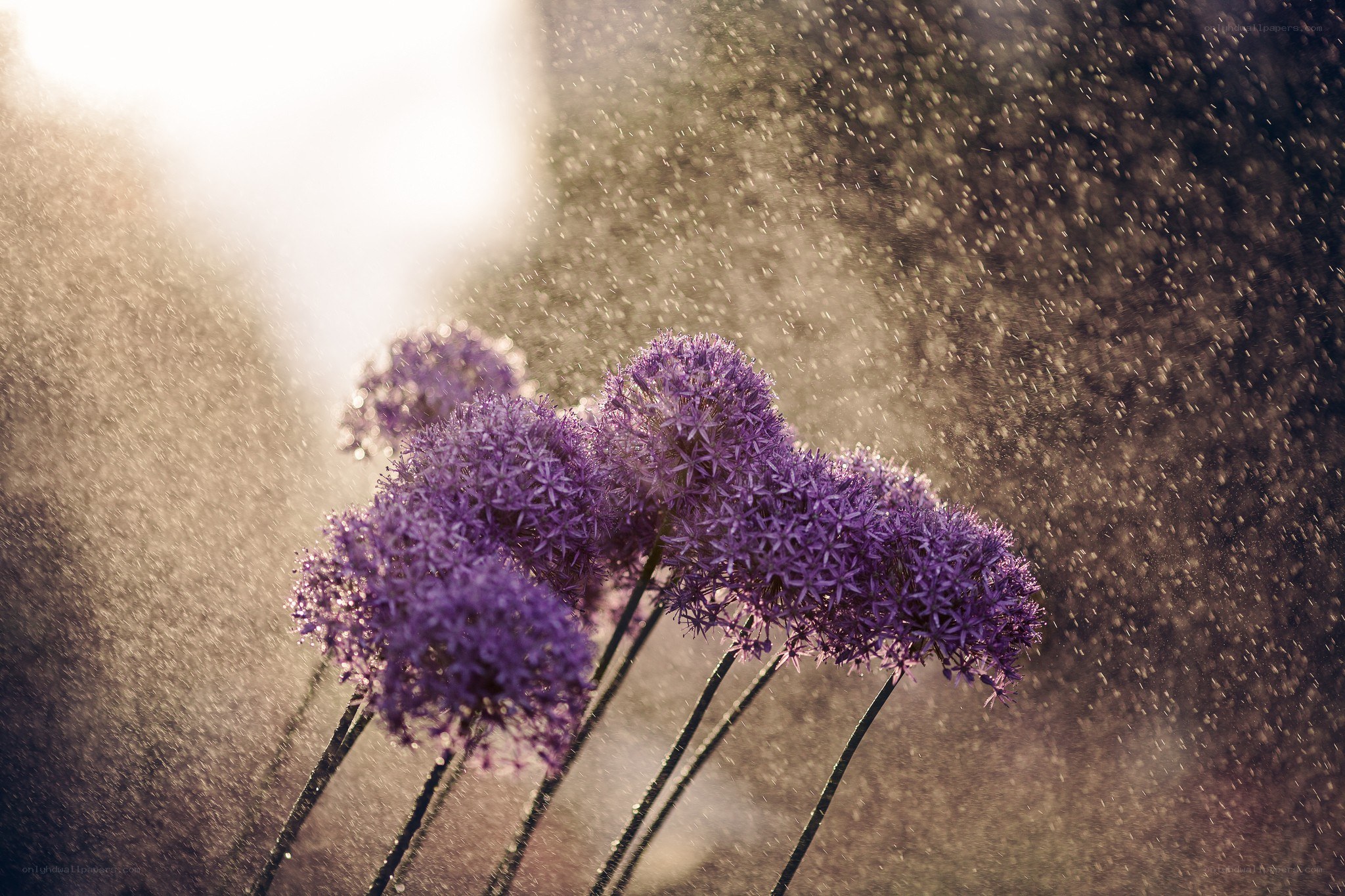 Purple flowers in misty light