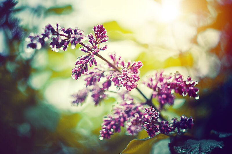 Purple flowers in morning light