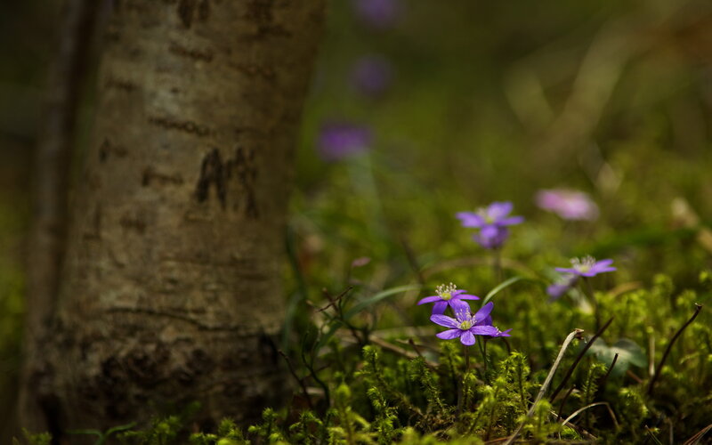 Purple Flowers in Moss — Green