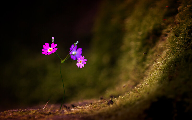 Purple Flowers in Moss