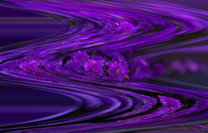 Purple Flowers in Motion — Dynamic