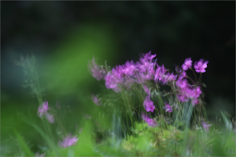 Purple Flowers in Motion
